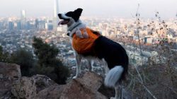 Anjing Border Collie bernama Sam saat mencari sampah agar taman metropolitan tetap bersih di Santiago, Chili, 31 Mei 2022 (REUTERS/STRINGER)