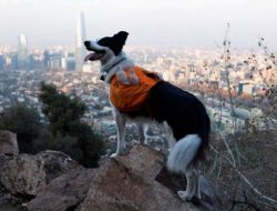 Seekor Anjing di Chili Bersihkan Sampah Pengunjung Taman