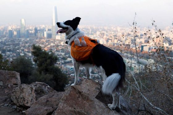Anjing Border Collie bernama Sam saat mencari sampah agar taman metropolitan tetap bersih di Santiago, Chili, 31 Mei 2022 (REUTERS/STRINGER)