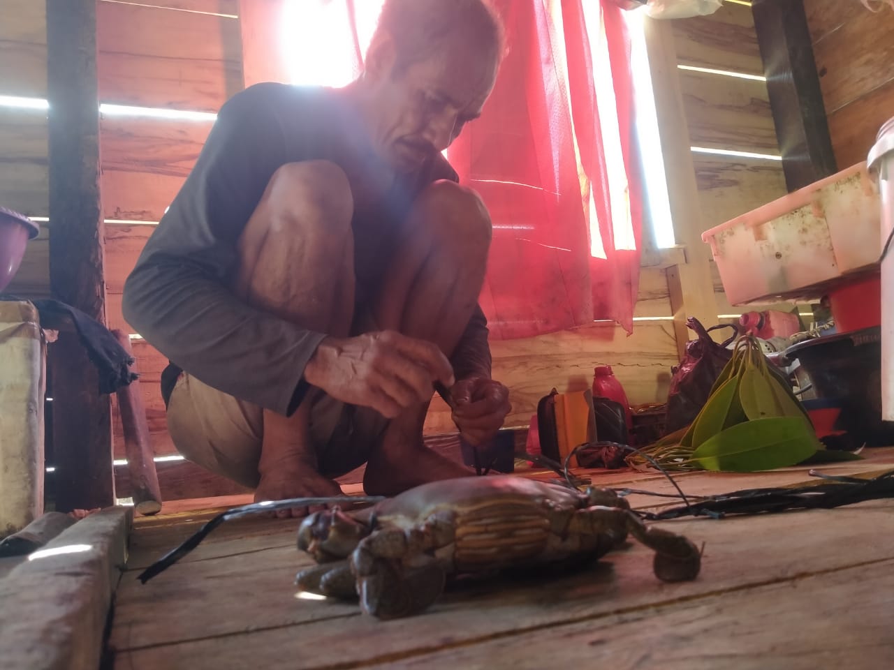 Basri, warga Desa Ambaua Togo Lasalimu Selatan sedang mengikat capit kepiting bakau hasil bubunya. Ayah tiga anak ini termasuk sepuh sebagai penangkap kepiting di belantara Mangrove. (Foto Texandi)