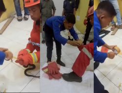 Pemadam Kebakaran dan Penyelamatan Kota Baubau Menjinakkan Ular Kobra