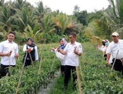 20 Hektar Tomat, dan 7 Hektar Cabai  Ditanam di Kecamatan Tontonunu, Bombana