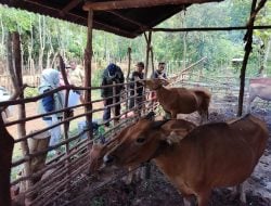 Jelang Idul Adha 1445 H, Hewan Kurban Sultra Stoknya Mencukupi