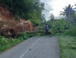 Pohon Tumbang di Busel, Timpa Rumah Warga, dan Halangi Jalan Poros
